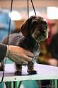 Crufts2011_2 1544